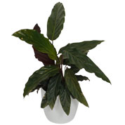 Calathea 'Purplestar' + Cachep Branco